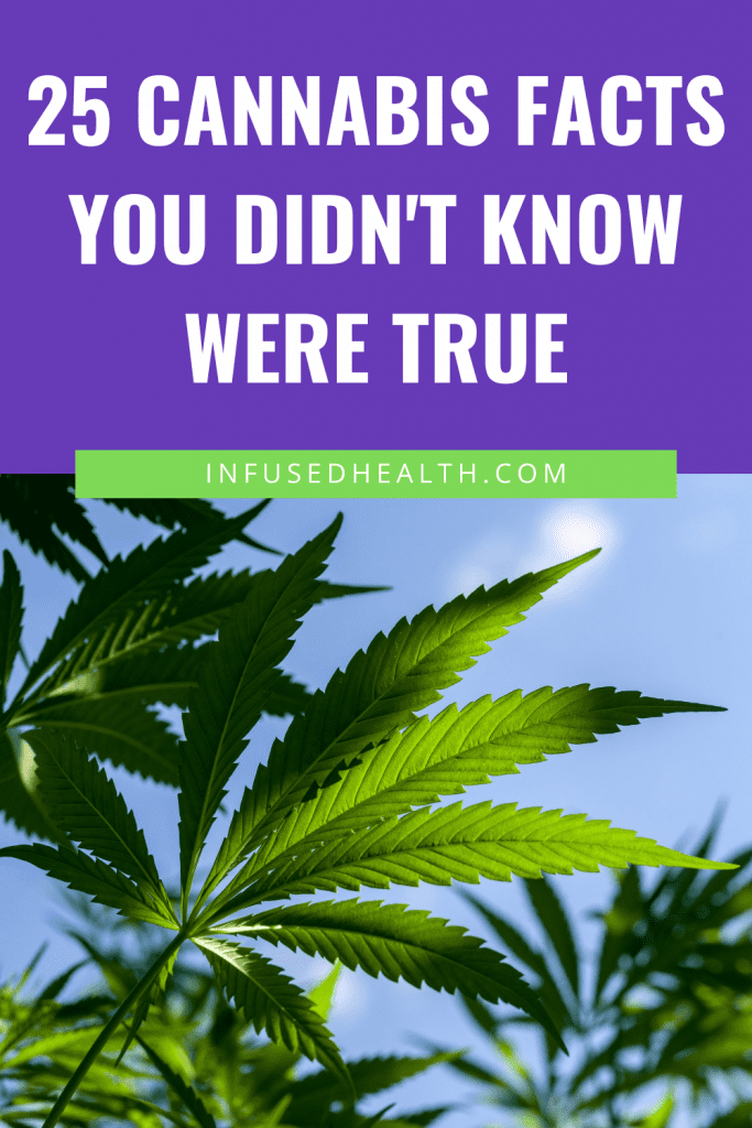 marijuana plant growing THC and CBD facts