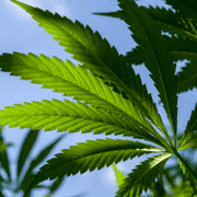 marijuana plant growing on cannabis grow