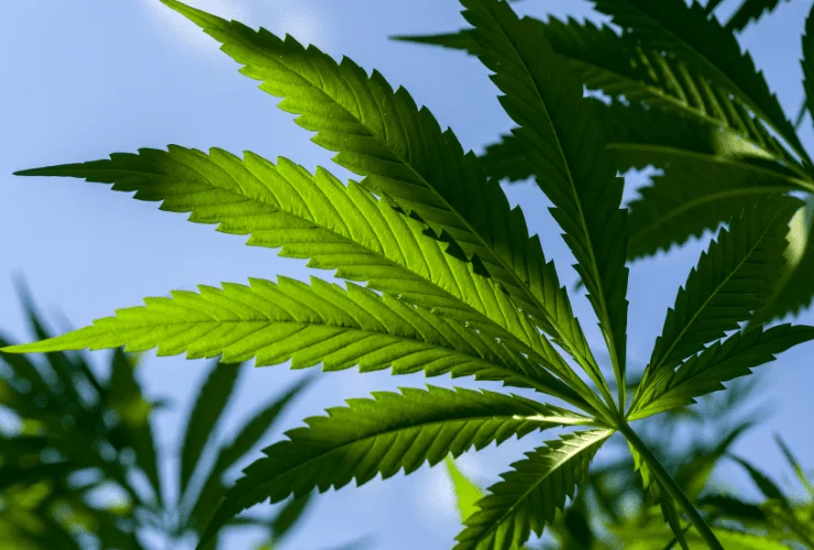 marijuana plant growing on cannabis grow