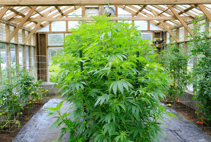 cannabis sativa plant growing in a greenhouse