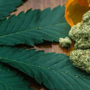 old cannabis buds on a pot leaf