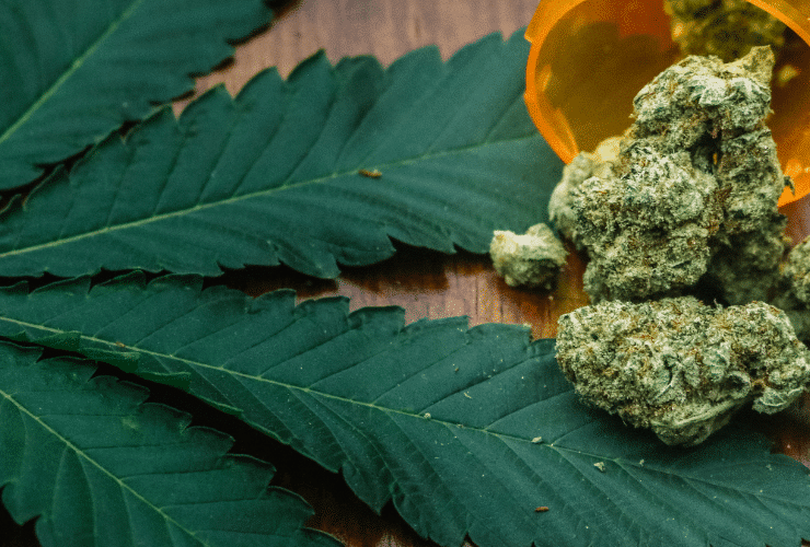 old cannabis buds on a pot leaf