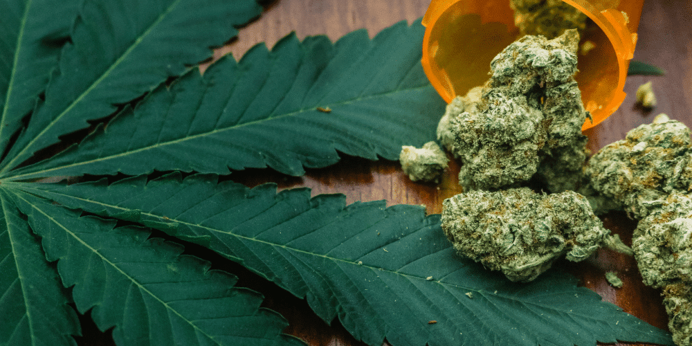 old cannabis buds on a pot leaf