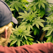 man growing medical marijuana cannabis at home