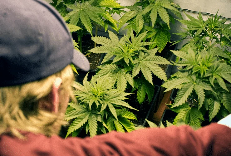 man growing medical marijuana cannabis at home
