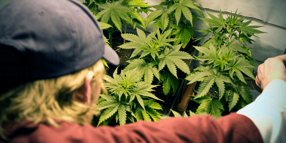 man growing medical marijuana cannabis at home